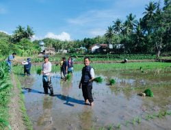Petani di 3 Desa di Kecamatan Lamuru Tanam Padi IP 400, Bisa Panen 4 Kali Setahun