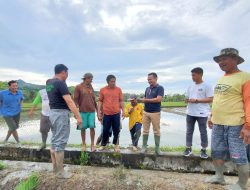 Geser Sidrap, Bone Jadi Penyuplai Beras Tertinggi di Sulsel