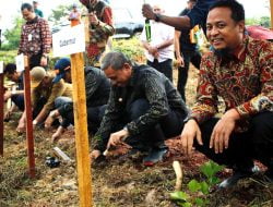 Upaya Kembalikan Kejayaan Sutera, Gubernur Sulsel Lakukan Penanaman Murbei di Wajo