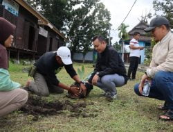 Andi Bataralifu Hadirkan Varietas Pohon Kelapa Bido di Kawasan Wisata Rumah Adat Atakkae